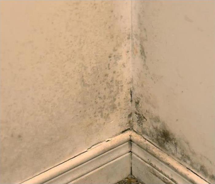 mold growth on wall