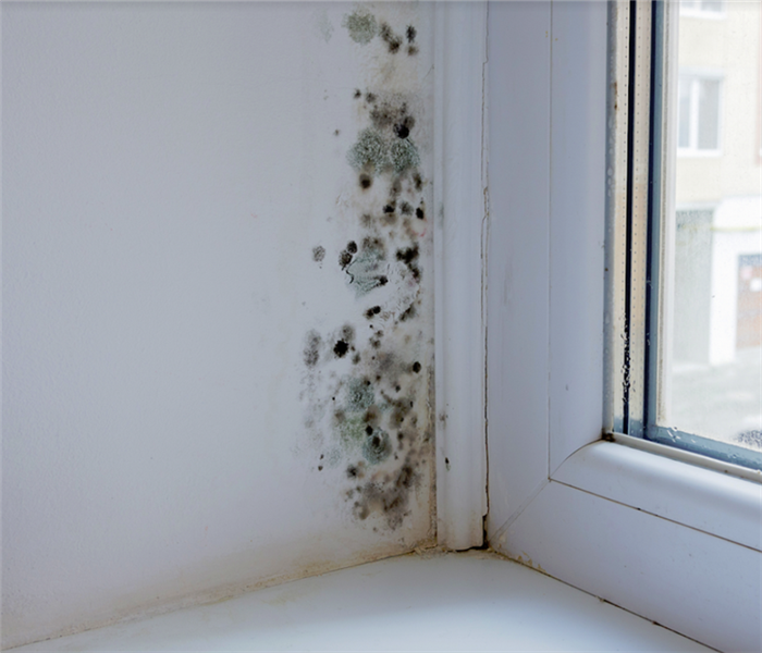 mold growing on the wall next to a window